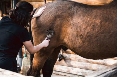 women grooming horse's winter coat